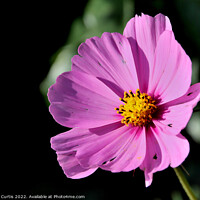 Buy canvas prints of Cosmos Flower Pink by Tom Curtis