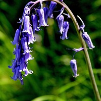 Buy canvas prints of Common Bluebell Hyacinthoides by Tom Curtis