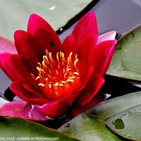 Buy canvas prints of Water Lily Red by Tom Curtis