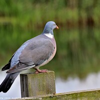 Buy canvas prints of Wood Pigeon perched on post by Tom Curtis