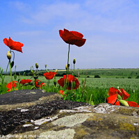 Buy canvas prints of Wild Poppies in a field by Tom Curtis