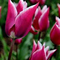 Buy canvas prints of Tulip Ballade closeup by Tom Curtis