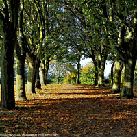 Buy canvas prints of Cudworth Park South Yorkshire by Tom Curtis