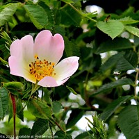 Buy canvas prints of Dog Rose Pink  by Tom Curtis