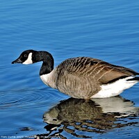 Buy canvas prints of Canada Goose with Reflection by Tom Curtis