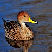 Buy canvas prints of Gadwall Female by Tom Curtis