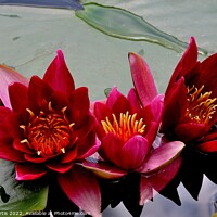 Buy canvas prints of Trio of Water Lilies by Tom Curtis
