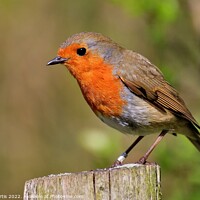 Buy canvas prints of Robin perched on a post by Tom Curtis