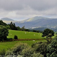 Buy canvas prints of Across the fields to Snowdonia by Tom Curtis