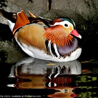 Buy canvas prints of Mandarin Duck Male by Tom Curtis