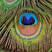 Buy canvas prints of Peacock Feathers closeup by Tom Curtis