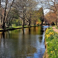 Buy canvas prints of Ripon Canal North Yorkshire by Tom Curtis