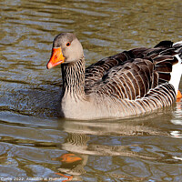 Buy canvas prints of Greylag Goose by Tom Curtis