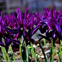 Buy canvas prints of Bunch of Iris George by Tom Curtis