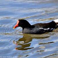Buy canvas prints of Moorhen with reflections by Tom Curtis