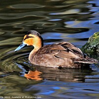 Buy canvas prints of Philippine Duck and reflections by Tom Curtis