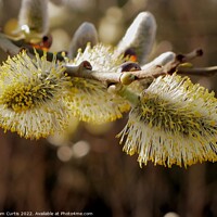 Buy canvas prints of Pussy Willow in Spring by Tom Curtis