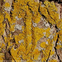 Buy canvas prints of Lichens on Tree by Tom Curtis