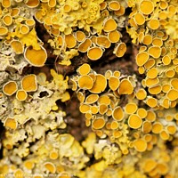 Buy canvas prints of Lichens closeup by Tom Curtis