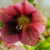 Buy canvas prints of Red Hellebore by Tom Curtis