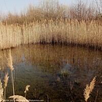 Buy canvas prints of Reed Bed in Winter by Tom Curtis