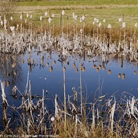 Buy canvas prints of Reeds and Reflections by Tom Curtis