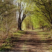 Buy canvas prints of Wooded Path by Tom Curtis