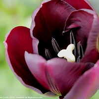 Buy canvas prints of Deep Mauve Tulip flower by Tom Curtis