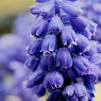 Buy canvas prints of Grape Hyacinth  flower by Tom Curtis