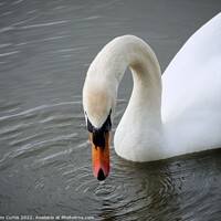 Buy canvas prints of Mute Swan by Tom Curtis