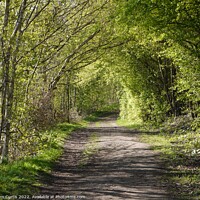 Buy canvas prints of Overhanging trees  at Carlton Marsh by Tom Curtis