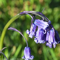 Buy canvas prints of English Bluebells by Tom Curtis