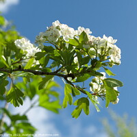 Buy canvas prints of Hawthorn Blossom by Tom Curtis