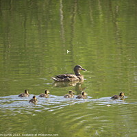 Buy canvas prints of Mallard Duck and Chicks by Tom Curtis