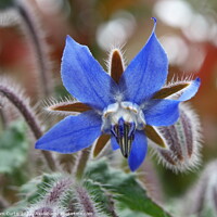 Buy canvas prints of Borage flower closeup by Tom Curtis