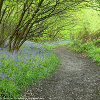 Buy canvas prints of Bluebell Woodland by Tom Curtis