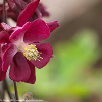 Buy canvas prints of Aquilegia Red by Tom Curtis