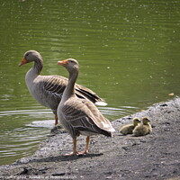 Buy canvas prints of Greylag Geese and Chicks by Tom Curtis