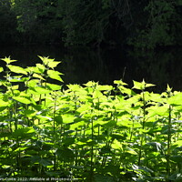 Buy canvas prints of Stinging Nettles by Tom Curtis