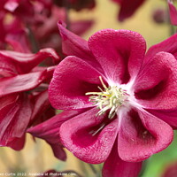 Buy canvas prints of Aquilegia flower red by Tom Curtis