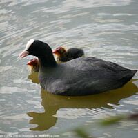 Buy canvas prints of Coot and Chicks by Tom Curtis