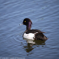 Buy canvas prints of Tufted Duck by Tom Curtis