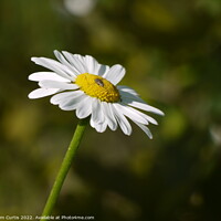 Buy canvas prints of Oxeye Daisy by Tom Curtis