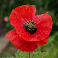 Buy canvas prints of Wild Poppy by Tom Curtis