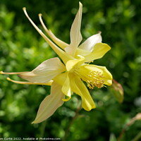 Buy canvas prints of Aquilegia Yellow Queen by Tom Curtis