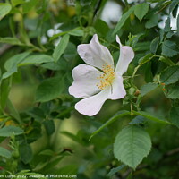 Buy canvas prints of Dog Rose by Tom Curtis