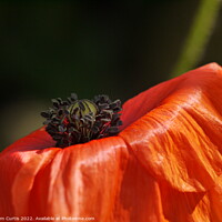 Buy canvas prints of Poppy Closeup by Tom Curtis