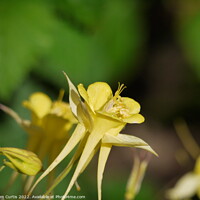 Buy canvas prints of Aquilegia flower yellow by Tom Curtis