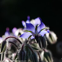 Buy canvas prints of Borage Flower  by Tom Curtis