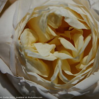 Buy canvas prints of Cream Rose by Tom Curtis